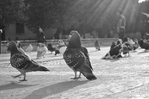 Muchas aves palomas son blanco y negro