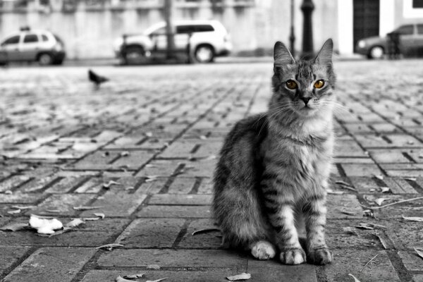 Estética en blanco y negro-gato urbano