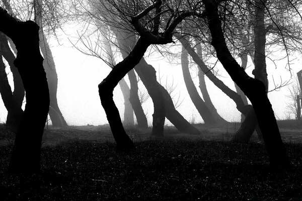 Beautiful trees. Night Forest