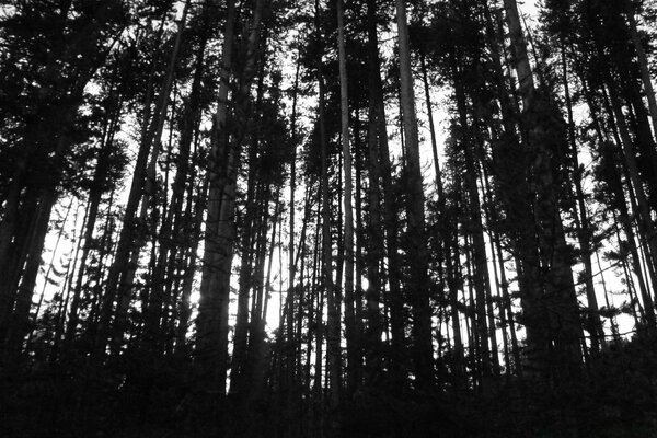 Foto en blanco y negro de árboles en el bosque