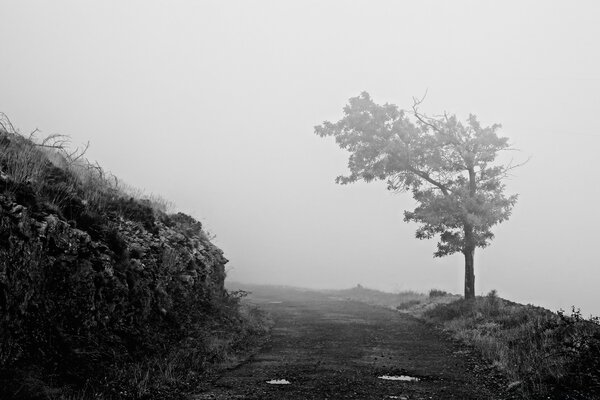 Monochromer schwarz-weißer Nebel