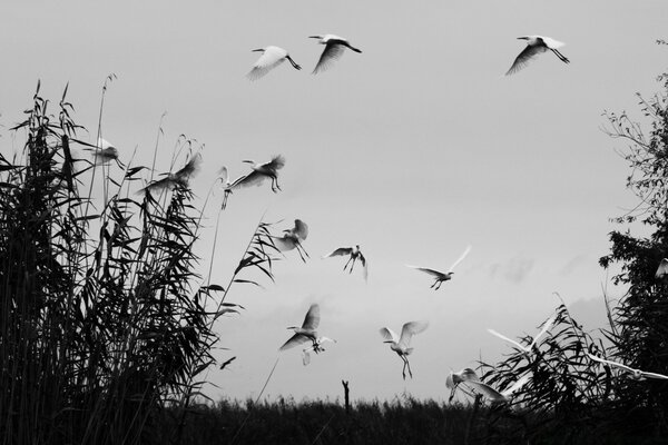 Fliegende Herde von Vögeln am Himmel in Grautönen