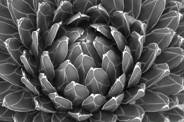 Foto em preto e branco de um nenúfar ou flor de cacto