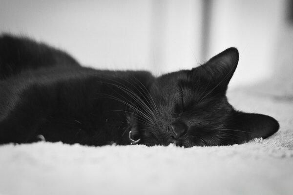 Chat noir sur tapis moelleux blanc