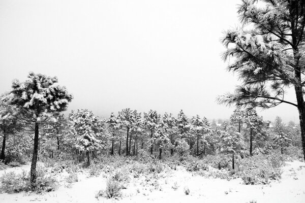 Snowy forest with a clearing in gray tones