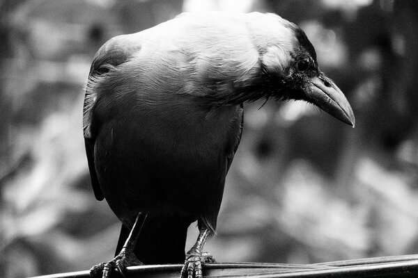 Photo d un oiseau dans la nature