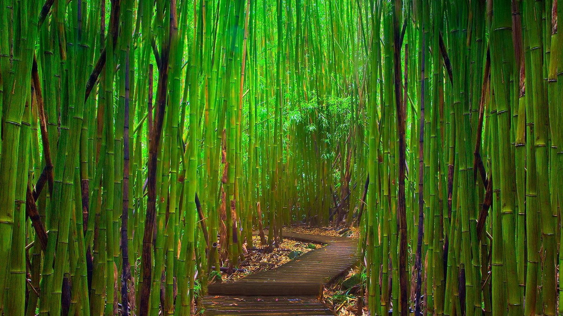 bäume bambus blatt natur üppig holz flora umwelt baum wachstum desktop dämmerung gras textur ökologie wasser garten reed im freien muster