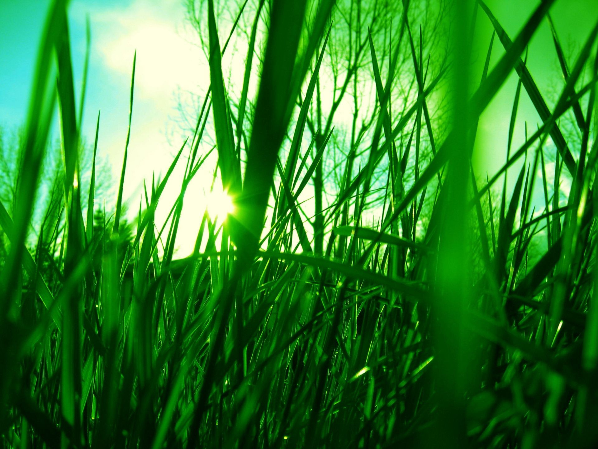 plantes herbe pelouse croissance foin jardin luxuriante lame flore feuille champ rosée nature environnement été lumineux cour fraîcheur environnement beau temps