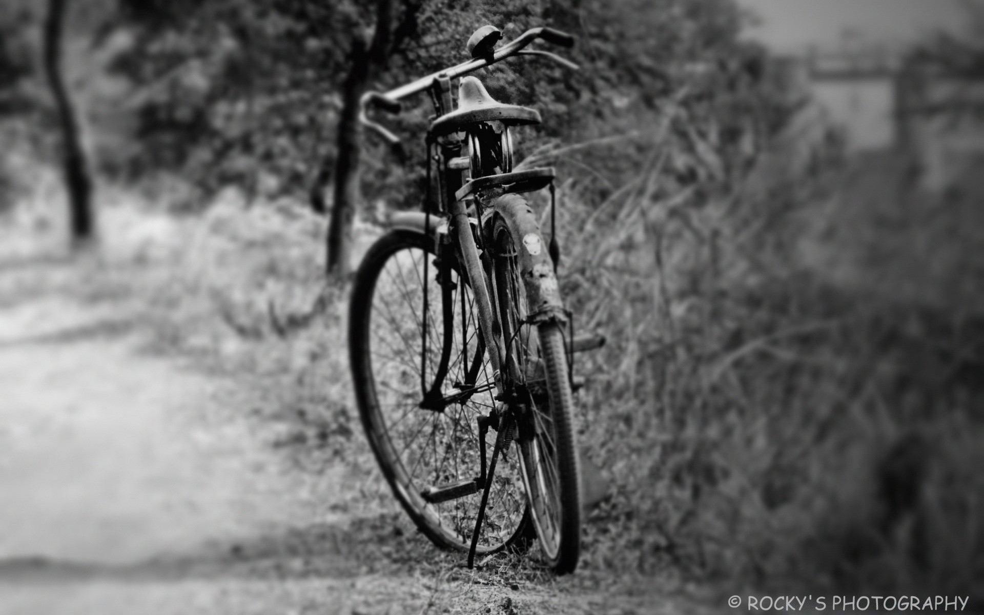 blanco y negro ruedas bicicleta biker monocromo sistema de transporte sentado coche ciclista carretera madera solo