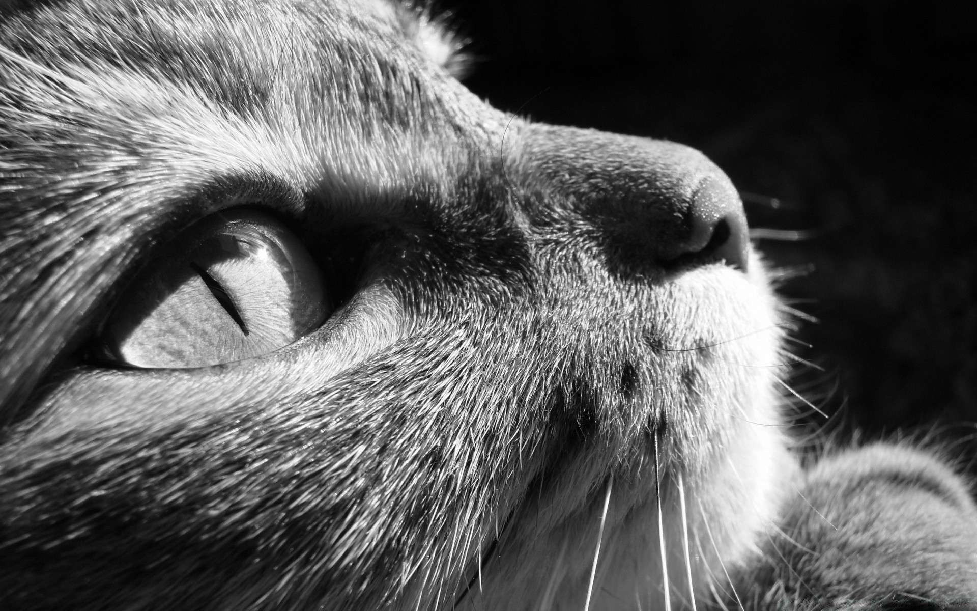 noir et blanc mammifère fourrure portrait animal faune zoo chat oeil cheveux visage nature mignon sauvage un