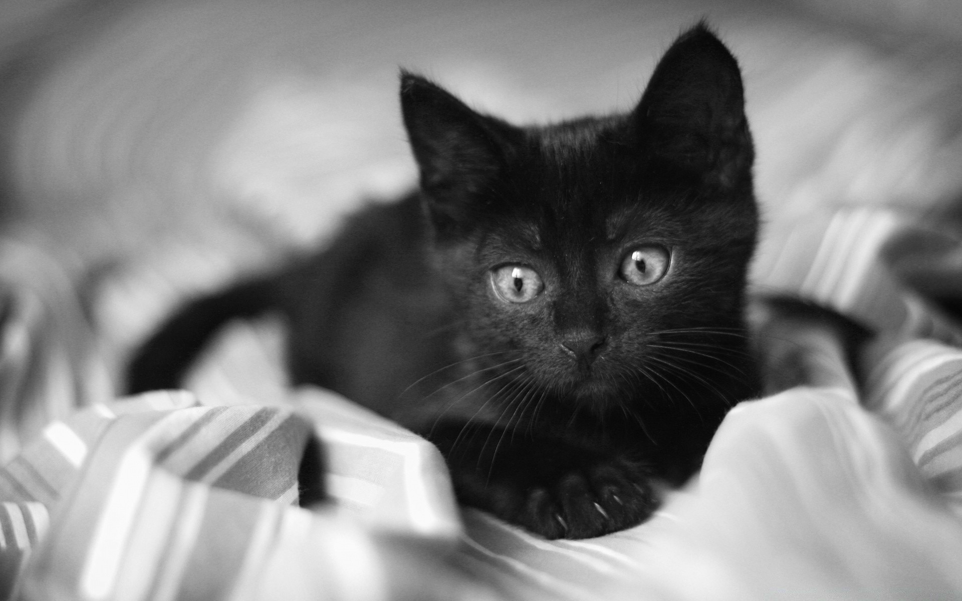 black and white cat cute portrait kitten one mammal monochrome eye animal little baby