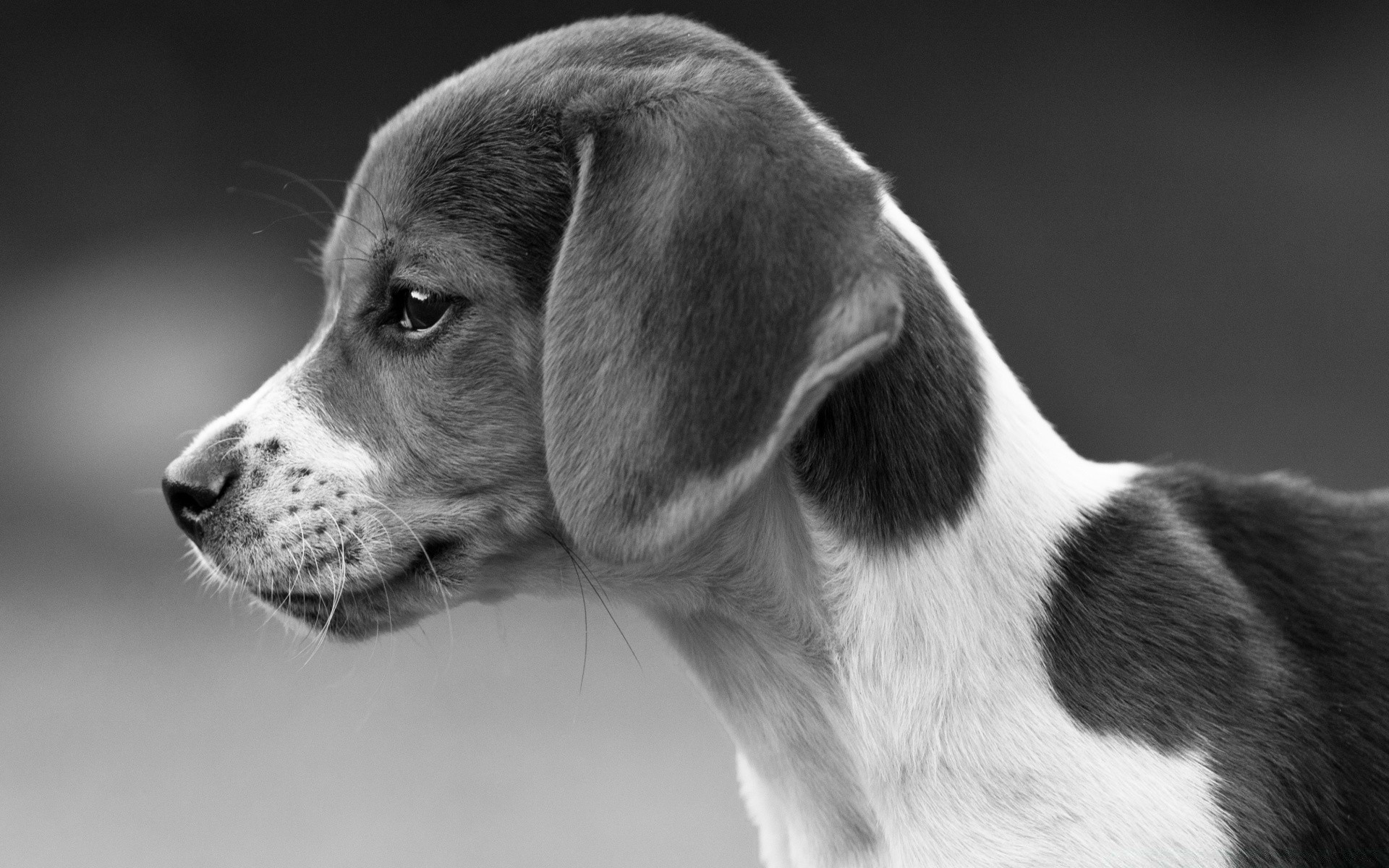 black and white dog canine pet animal mammal cute puppy portrait breed purebred domestic sit looking adorable pedigree hound fur studio