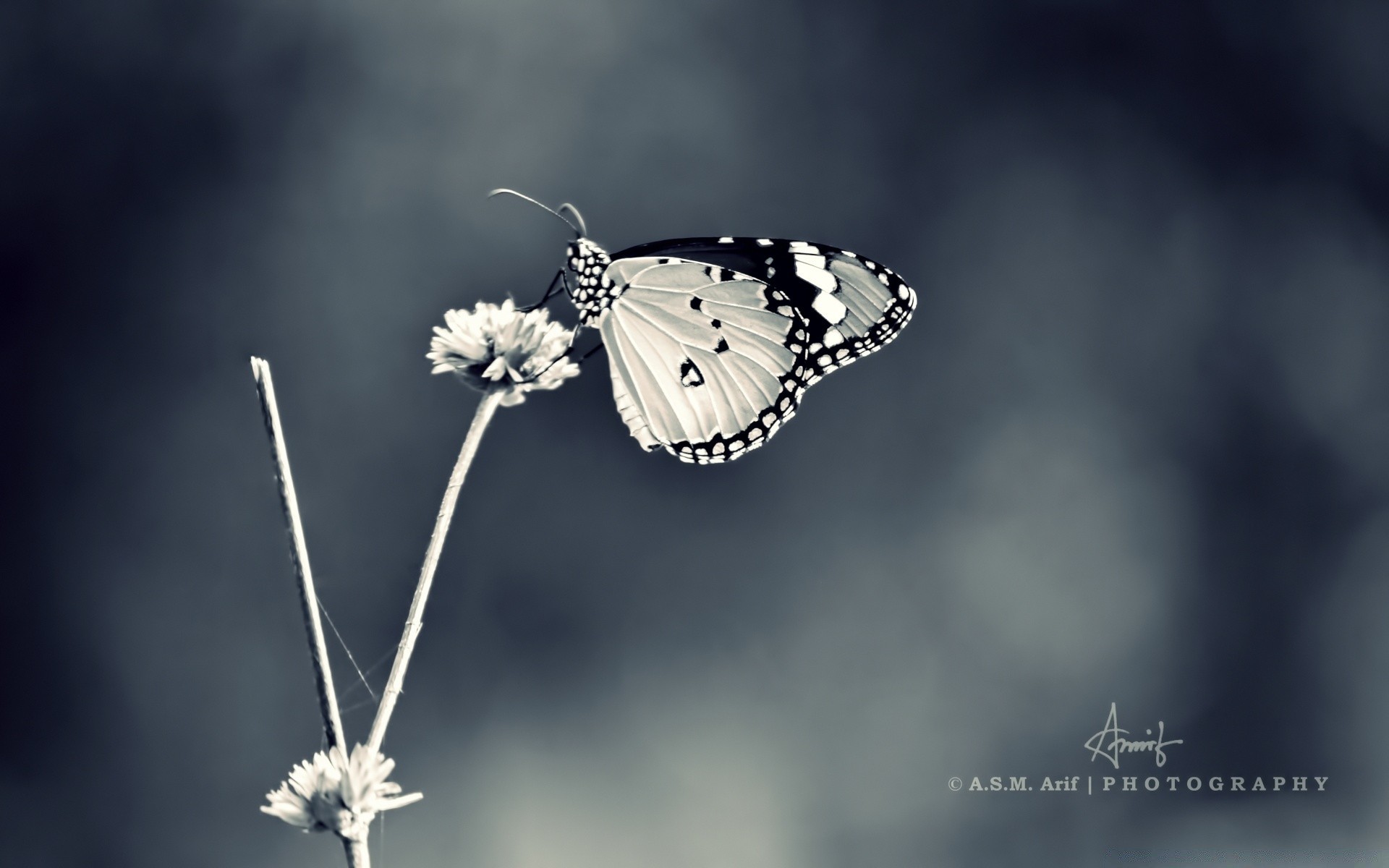 in bianco e nero natura all aperto farfalla insetto estate luminoso