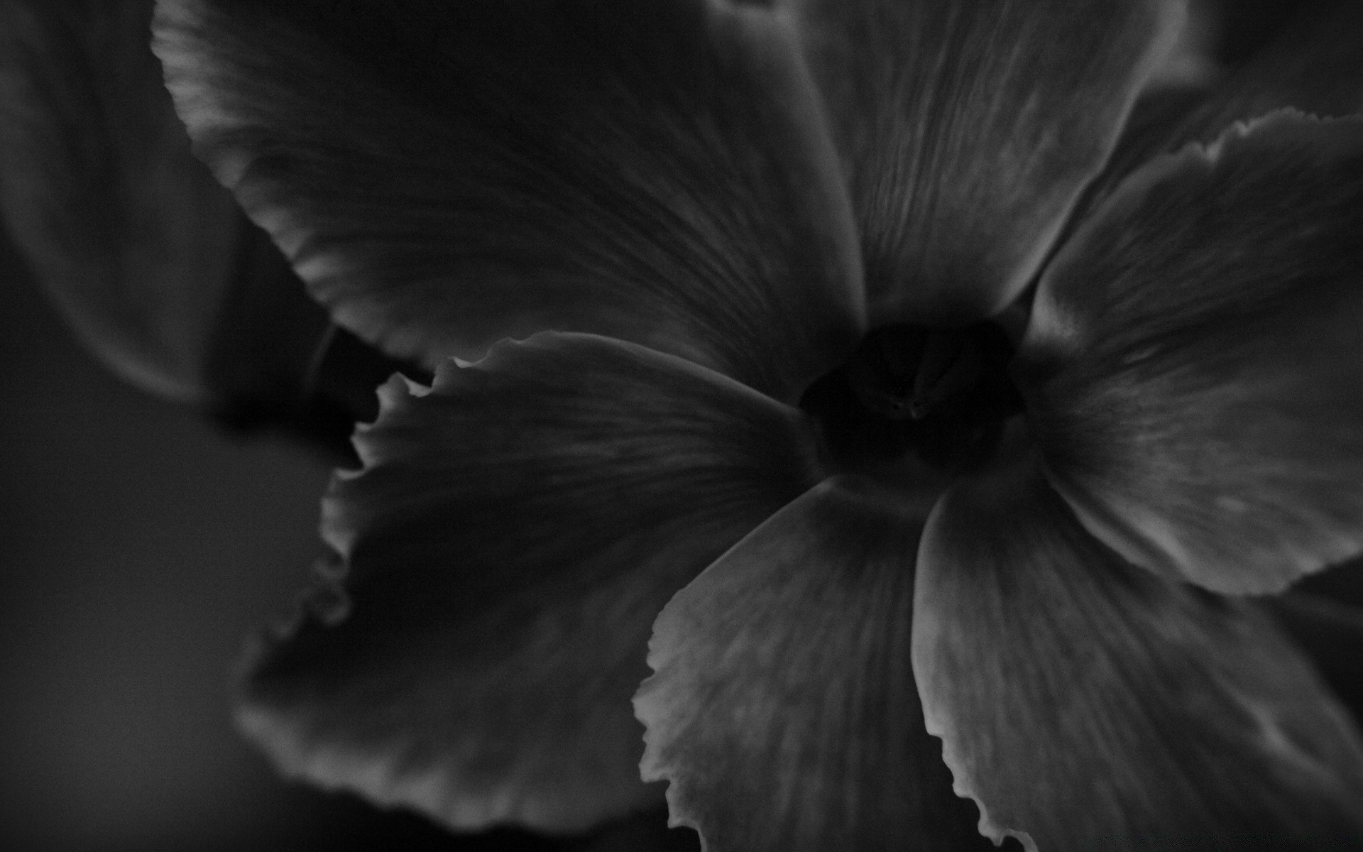 preto e branco monocromático natureza flor contraste borrão único mono folha dof