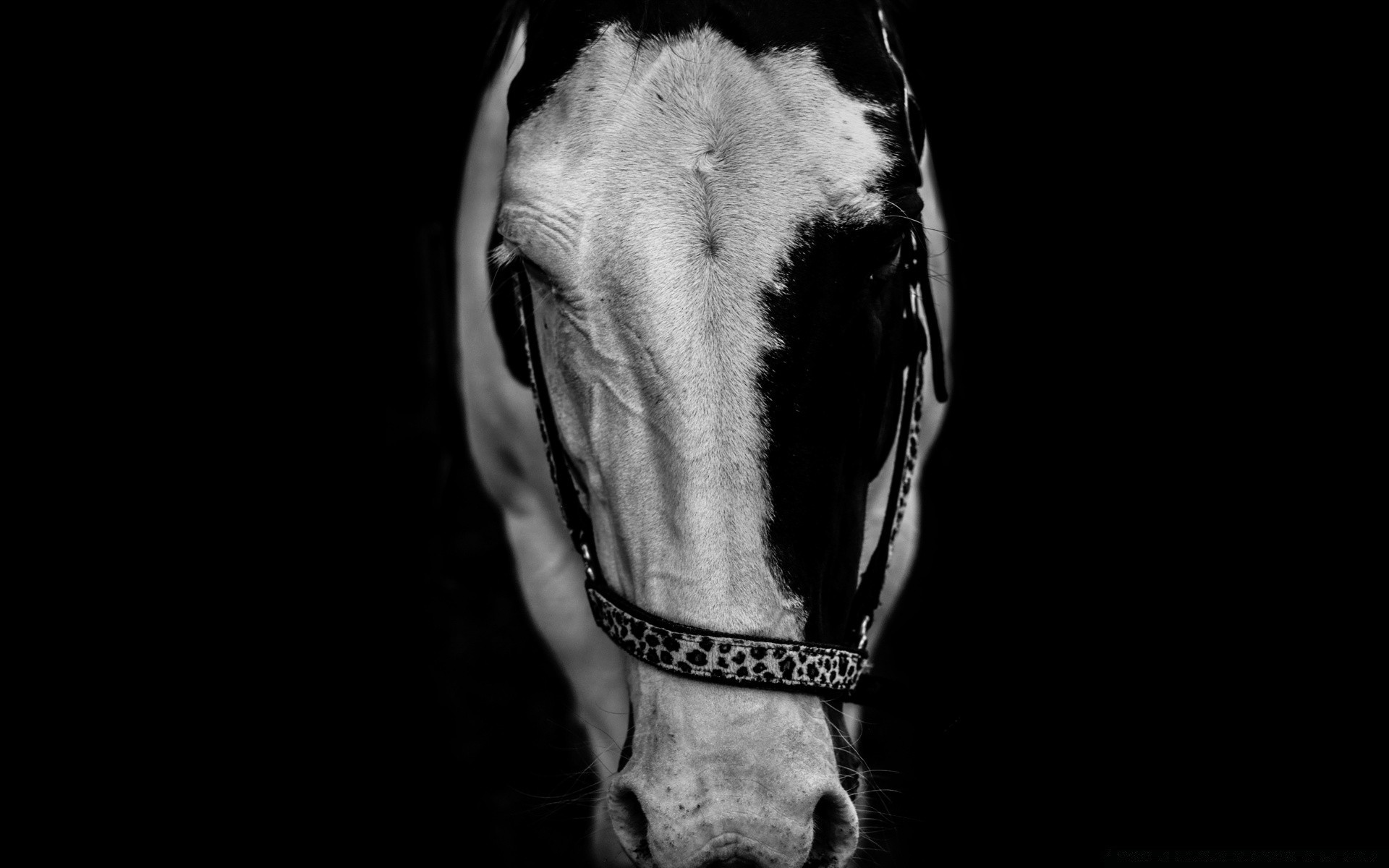 czarno-biały monochromatyczny portret jeden dorosły człowiek kawaleria pies ciemny