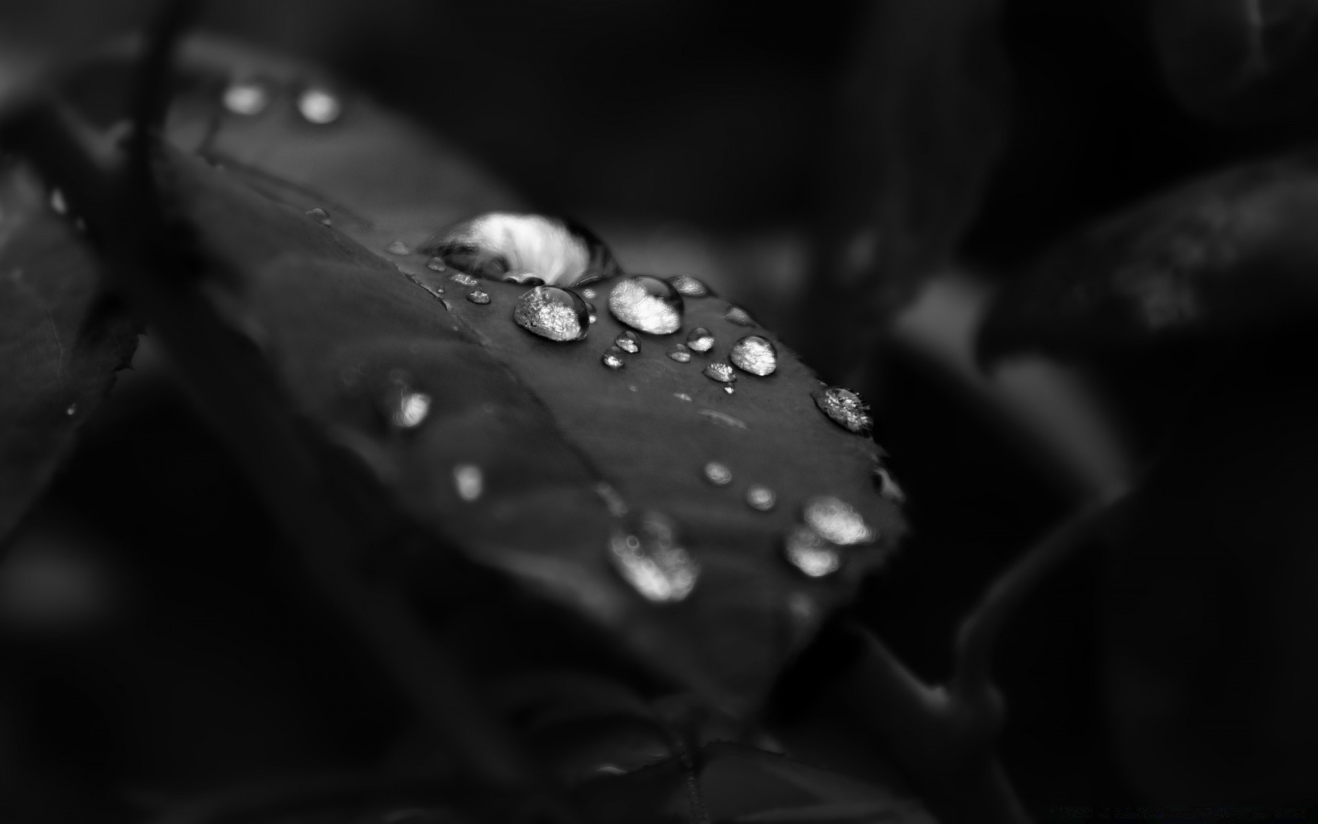 blanco y negro lluvia monocromo rocío dof gota naturaleza muerta borroso reflexión oscuro mojado comida agua