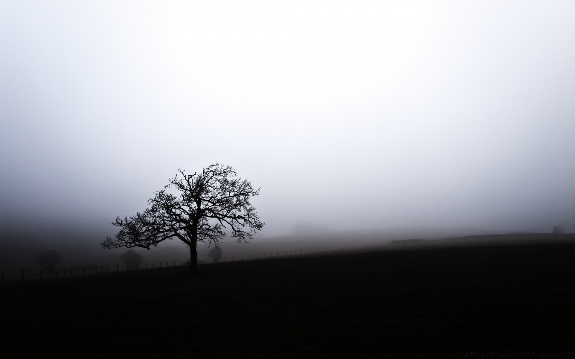 noir et blanc brouillard paysage arbre ciel brouillard nature lumière aube silhouette bureau hiver coucher de soleil bois monochrome soleil lune automne météo