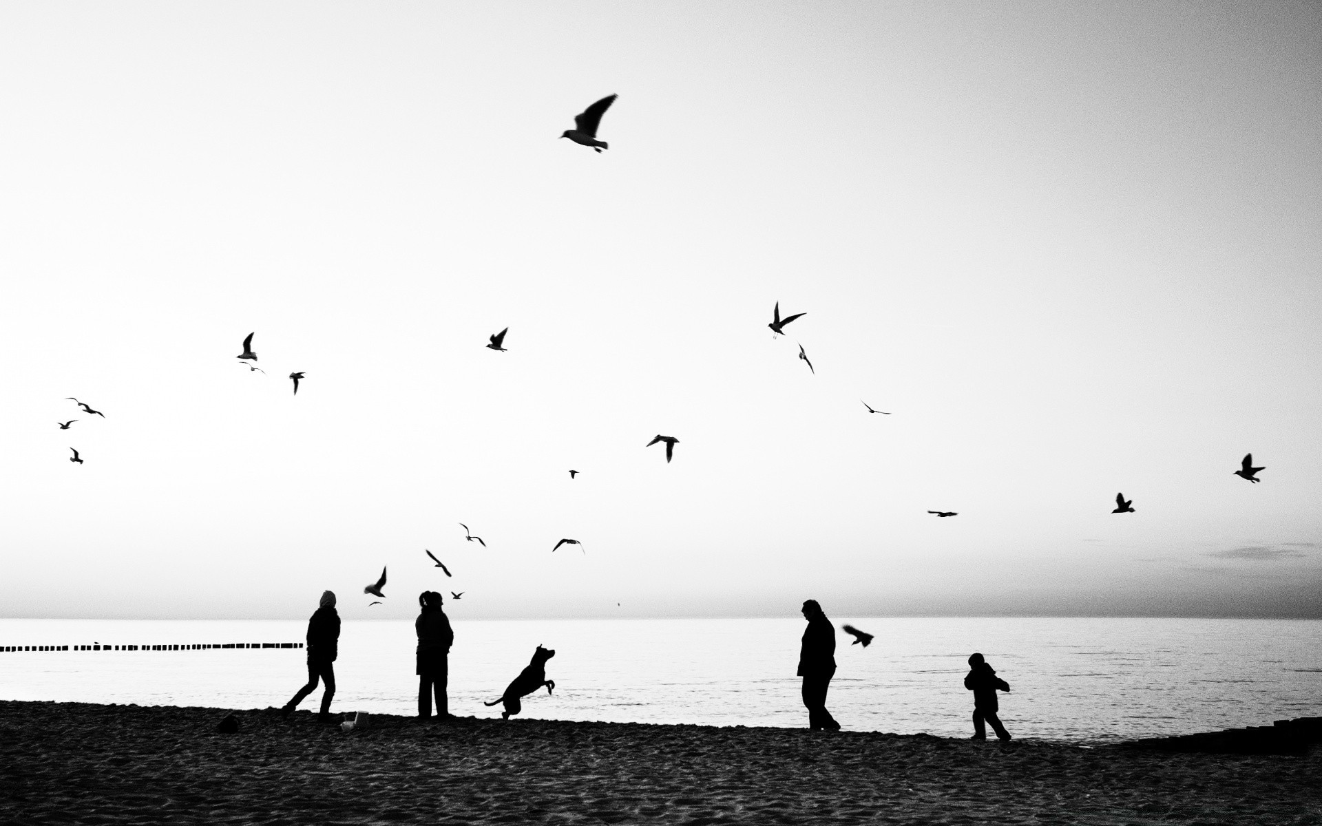 noir et blanc plage mer océan oiseau monochrome eau silhouette mer paysage coucher de soleil ciel mouettes soleil aube nature paysage