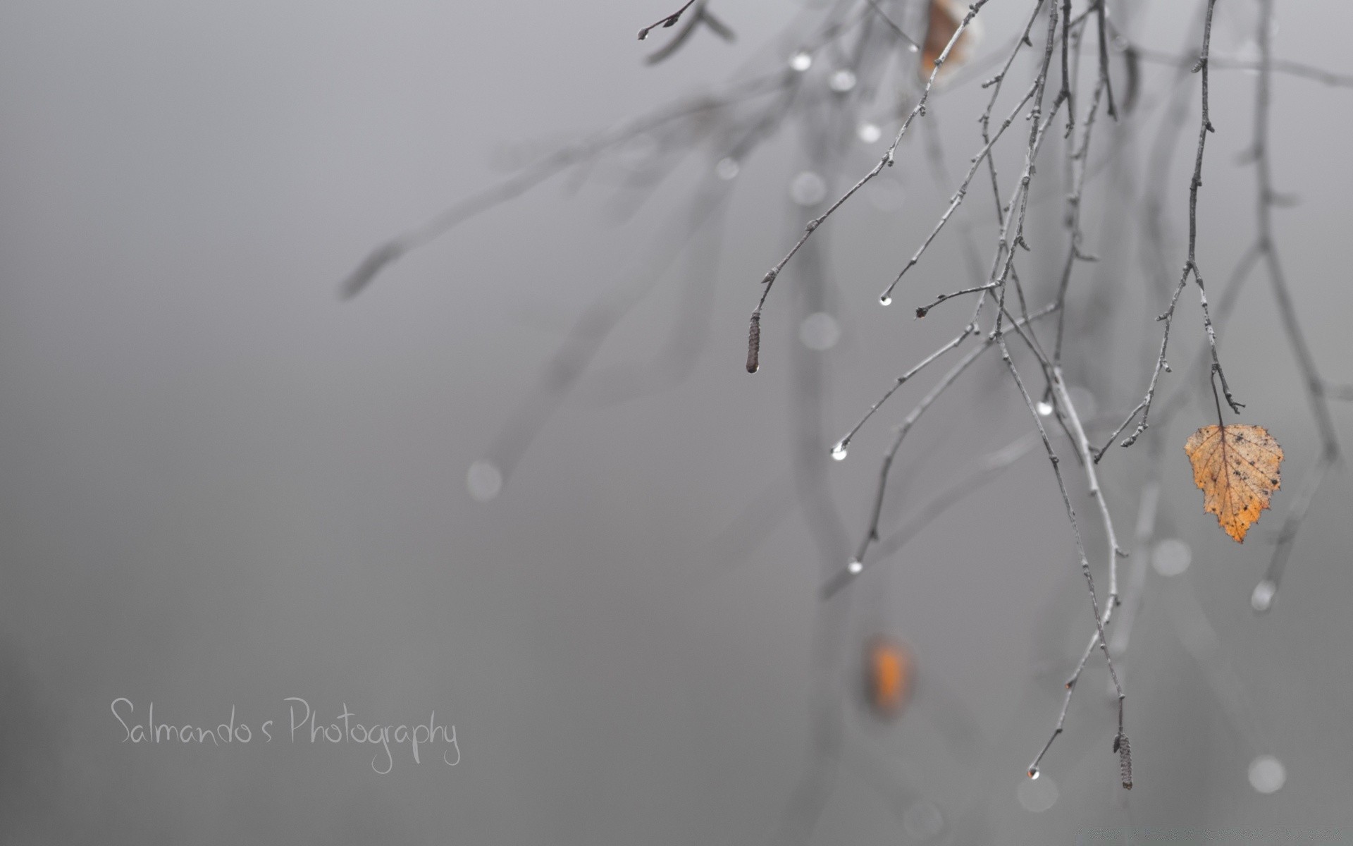 preto e branco aranha inseto inverno natureza neve borrão flor teias de aranha ao ar livre orvalho amanhecer queda desktop luz árvore tempo abstrato luz do dia congelado