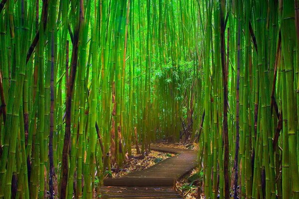 Natural Bamboo Green Forest