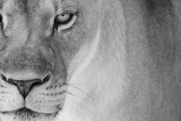Львица черно-бело фото портрет