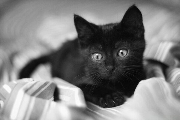 A black kitten on a white sheet