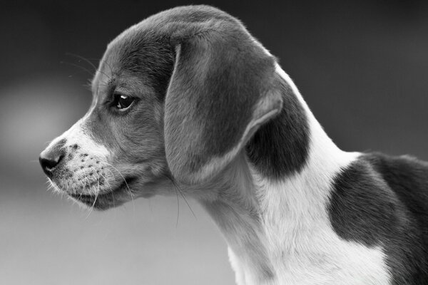 Cane bianco e nero sul desktop