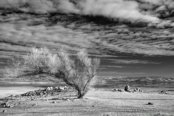 El árbol que resistió todas las tormentas