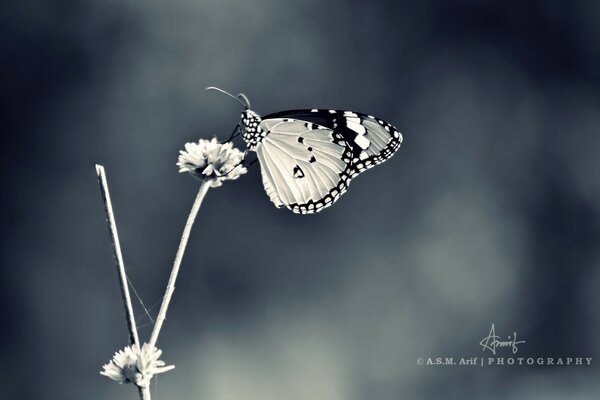 La mariposa se agacha al aire libre sobre una flor gris; el insecto es ella