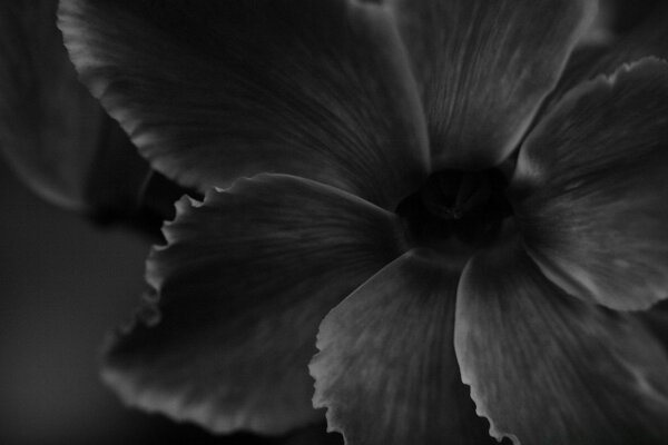 Foto macro de una flor con pétalos grandes