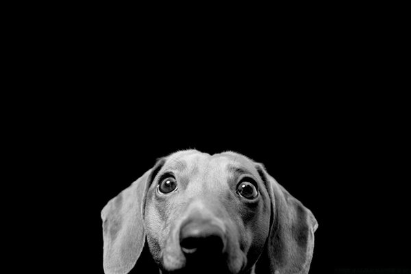 Portrait de chien noir et blanc en Studio