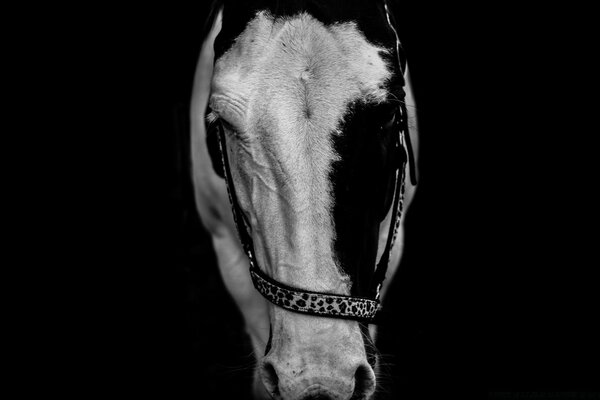 Foto en blanco y negro de la cabeza del caballo