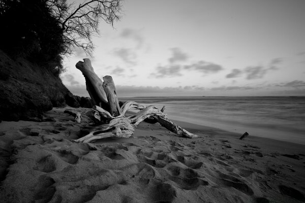 The beach in black and white