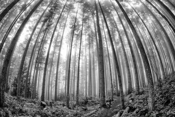 Schwarz-Weiß-Foto von Bäumen im Wald