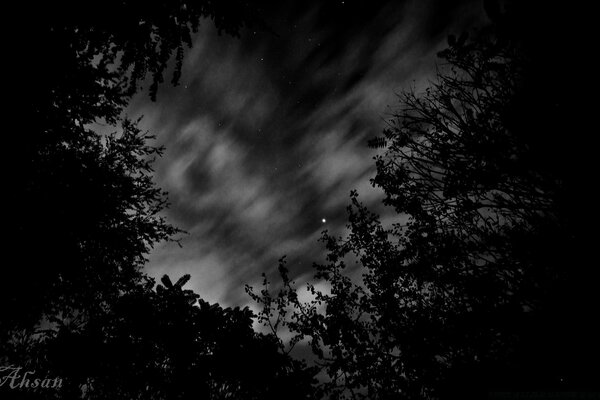 Dunkle Waldlandschaft in der Nacht Schwarz-Weiß-Foto