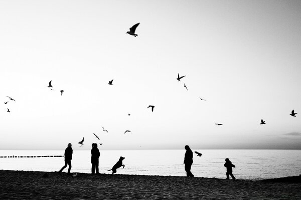 Les gens et les oiseaux jouent ensemble