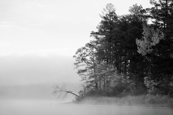 L île avec des pins, et tout autour est blanc