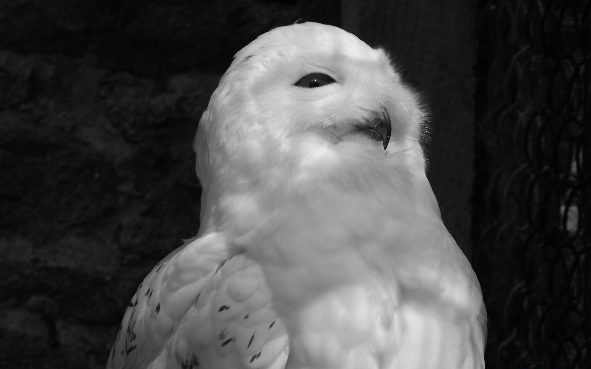 blanco y negro pájaro retrato solo vida silvestre ojo naturaleza