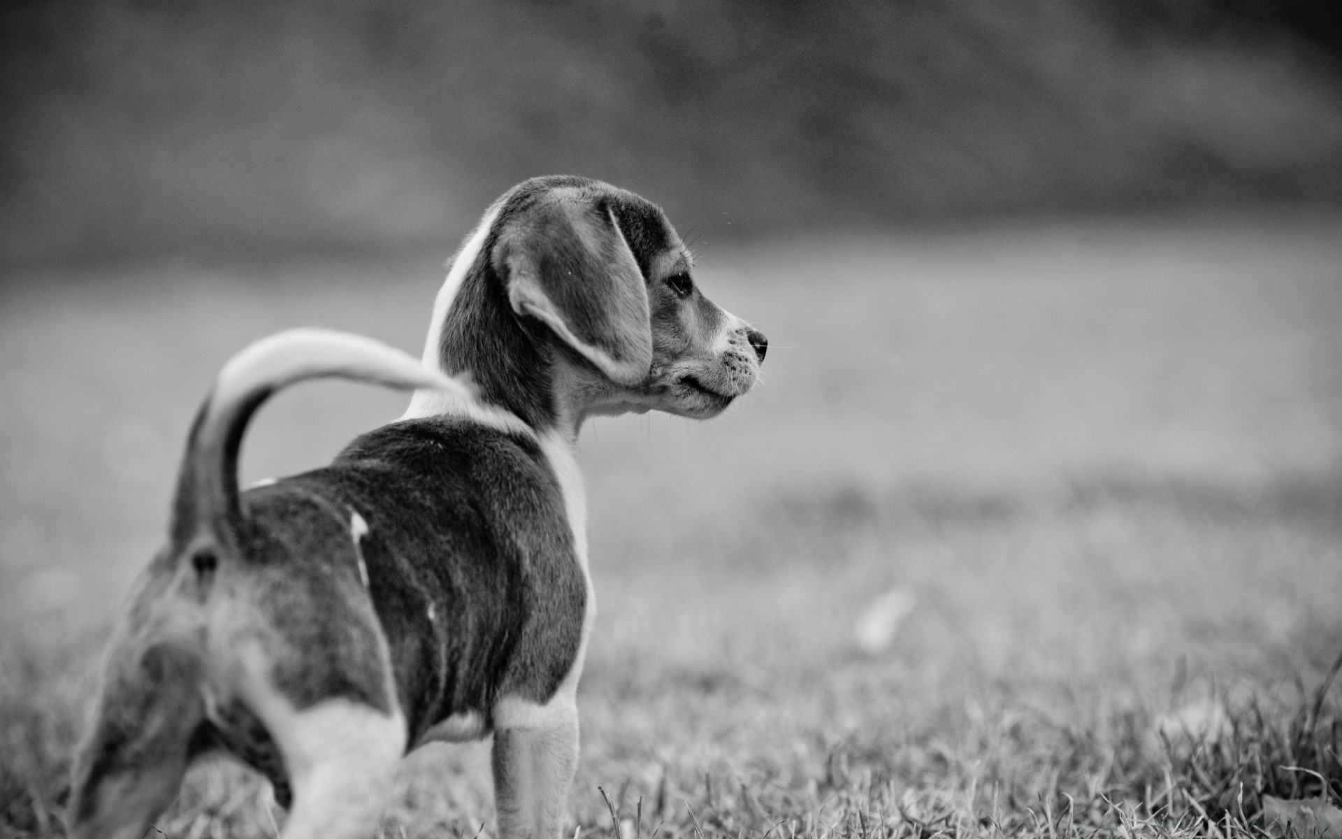 preto e branco cão cinegrafista animal animal de estimação mamífero fofa retrato filhote de cachorro grama retriever natureza monocromático doméstico raça campo solteiro visualização adorável cão puro-sangue