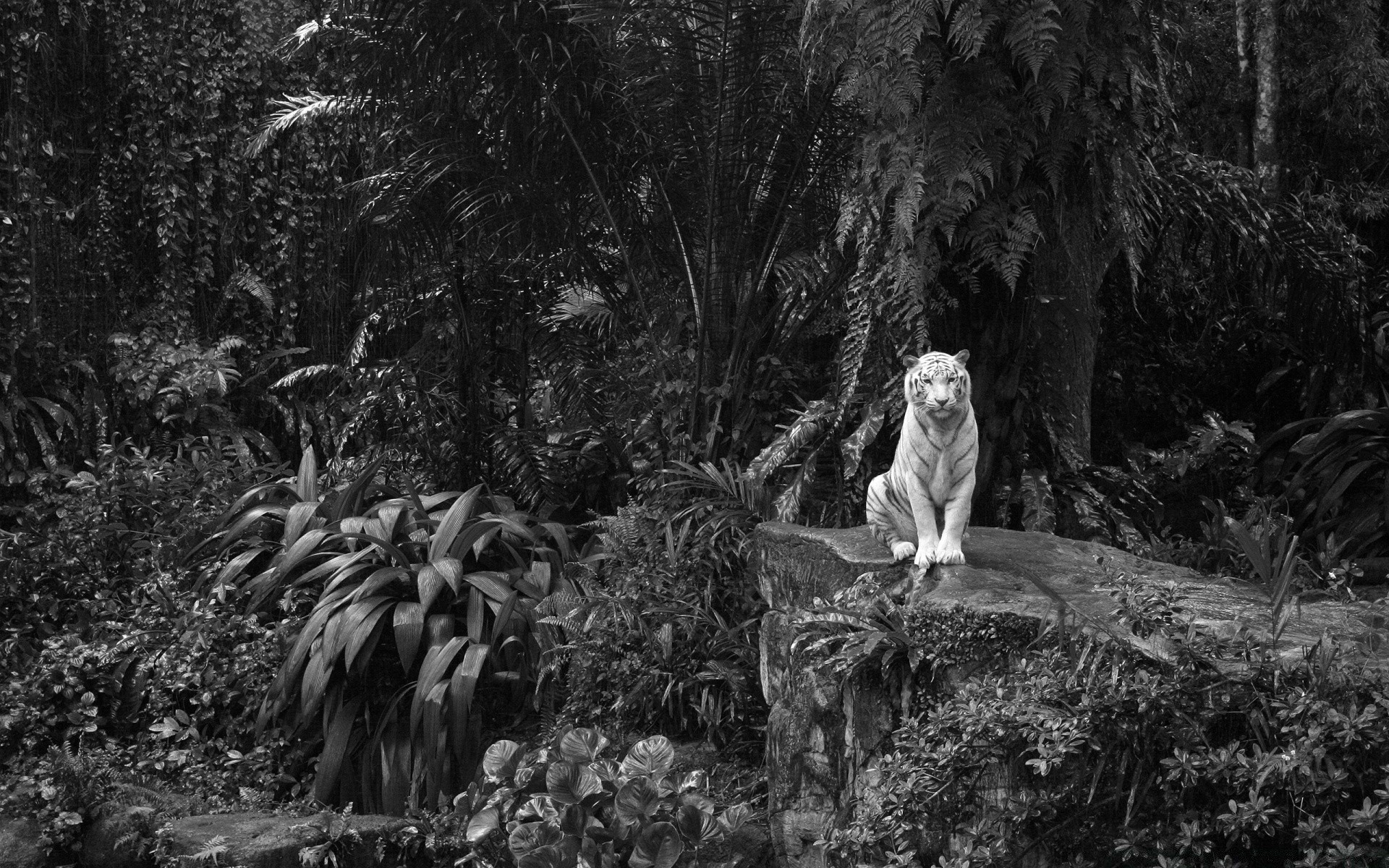 noir et blanc un adulte groupe deux arbre homme à l extérieur