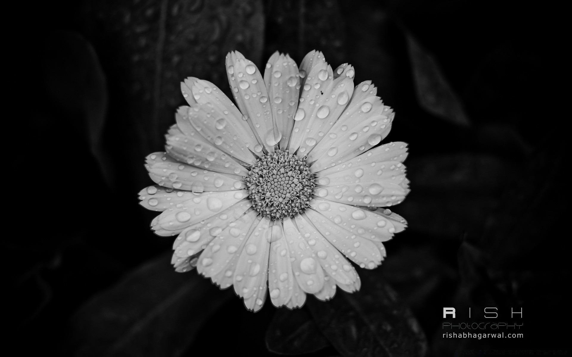 black and white flower nature flora leaf petal summer bright