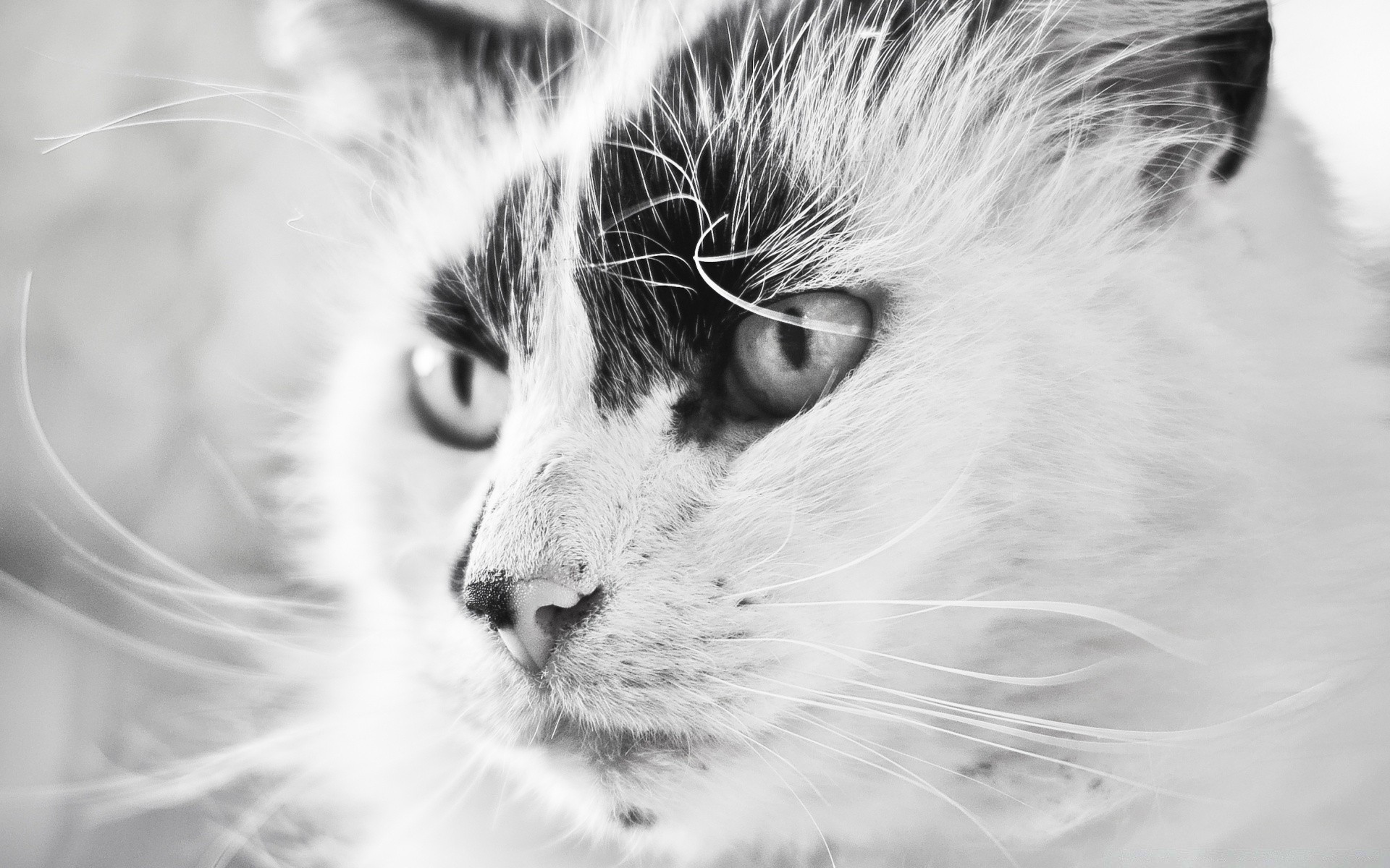 blanco y negro gato retrato ojo animal pelaje lindo mamífero mascota monocromo gatito pelusa pelo naturaleza vida silvestre