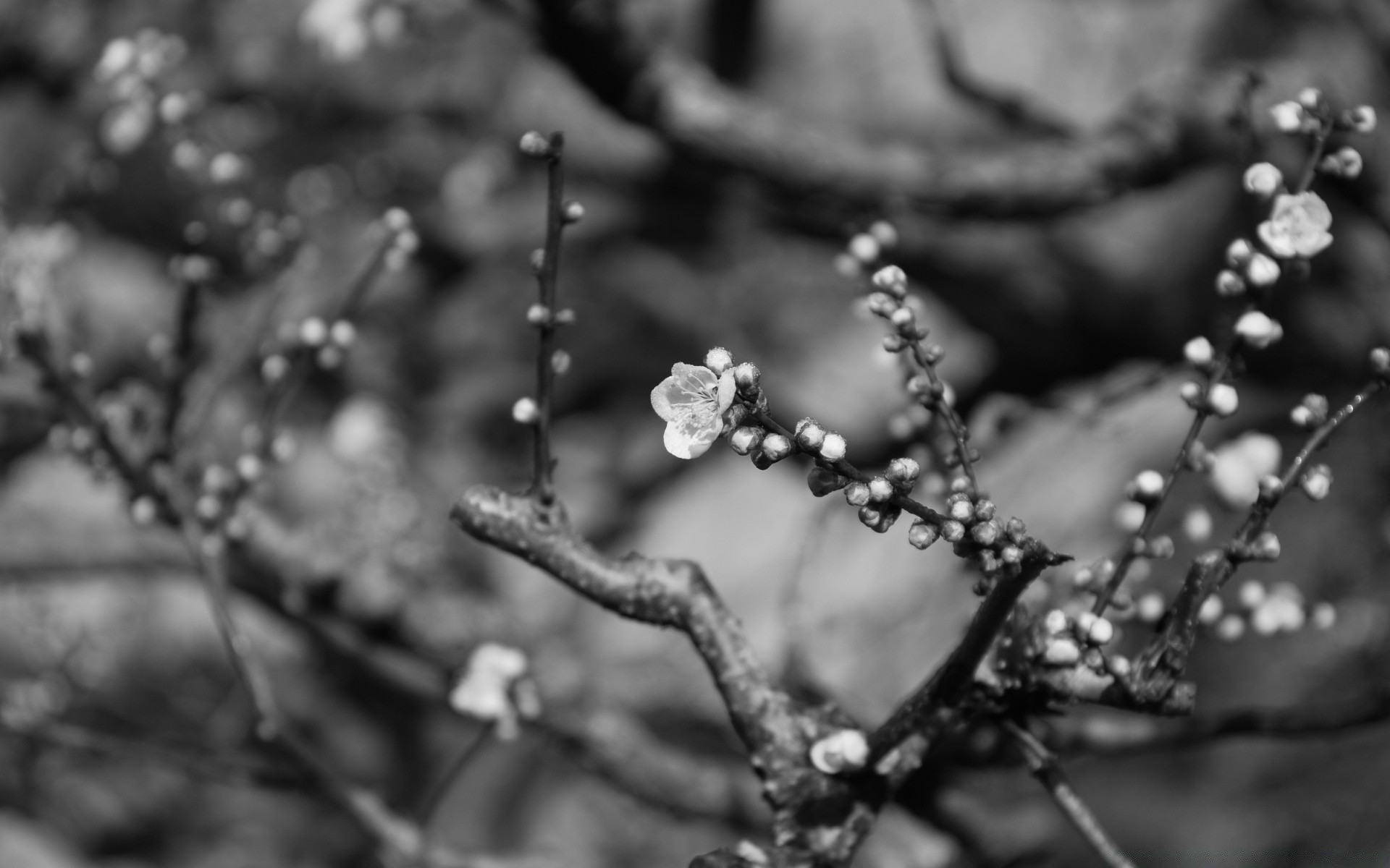 preto e branco monocromático madeira natureza chuva flor folha ramo dof flora inverno orvalho jardim madeira cereja ao ar livre luz estação maçã amanhecer