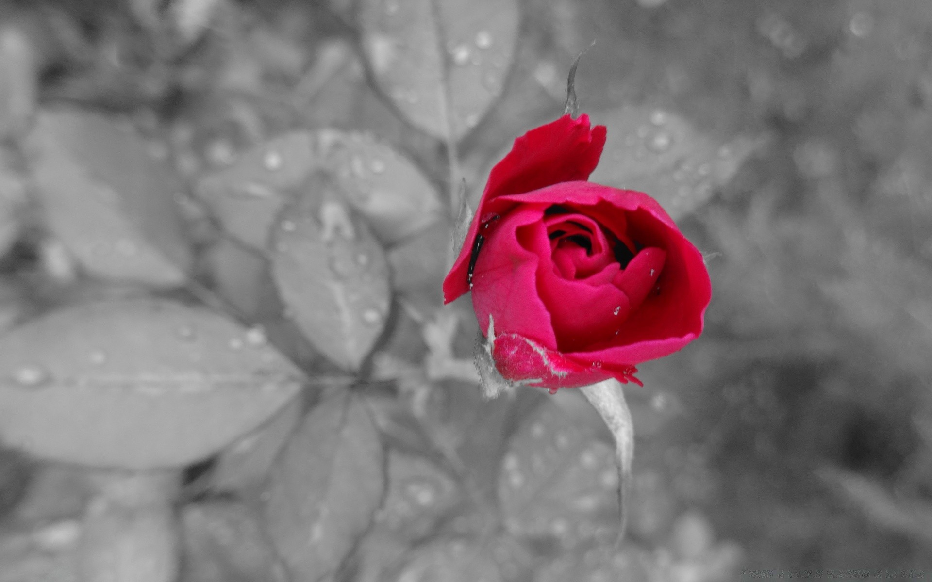 blanco y negro rosa flor naturaleza romance amor boda hoja pétalo romántico