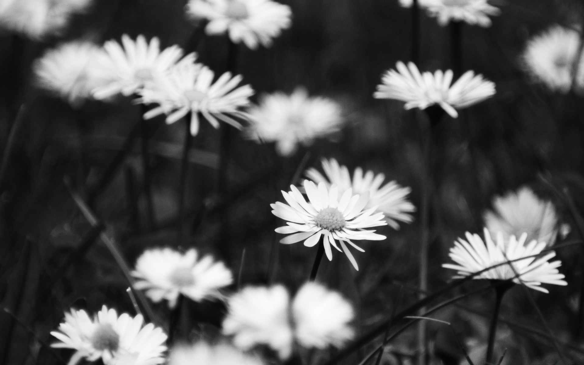 blanco y negro flor naturaleza verano jardín flora margaritas pétalo floral color campo bluming crecimiento hoja brillante sol