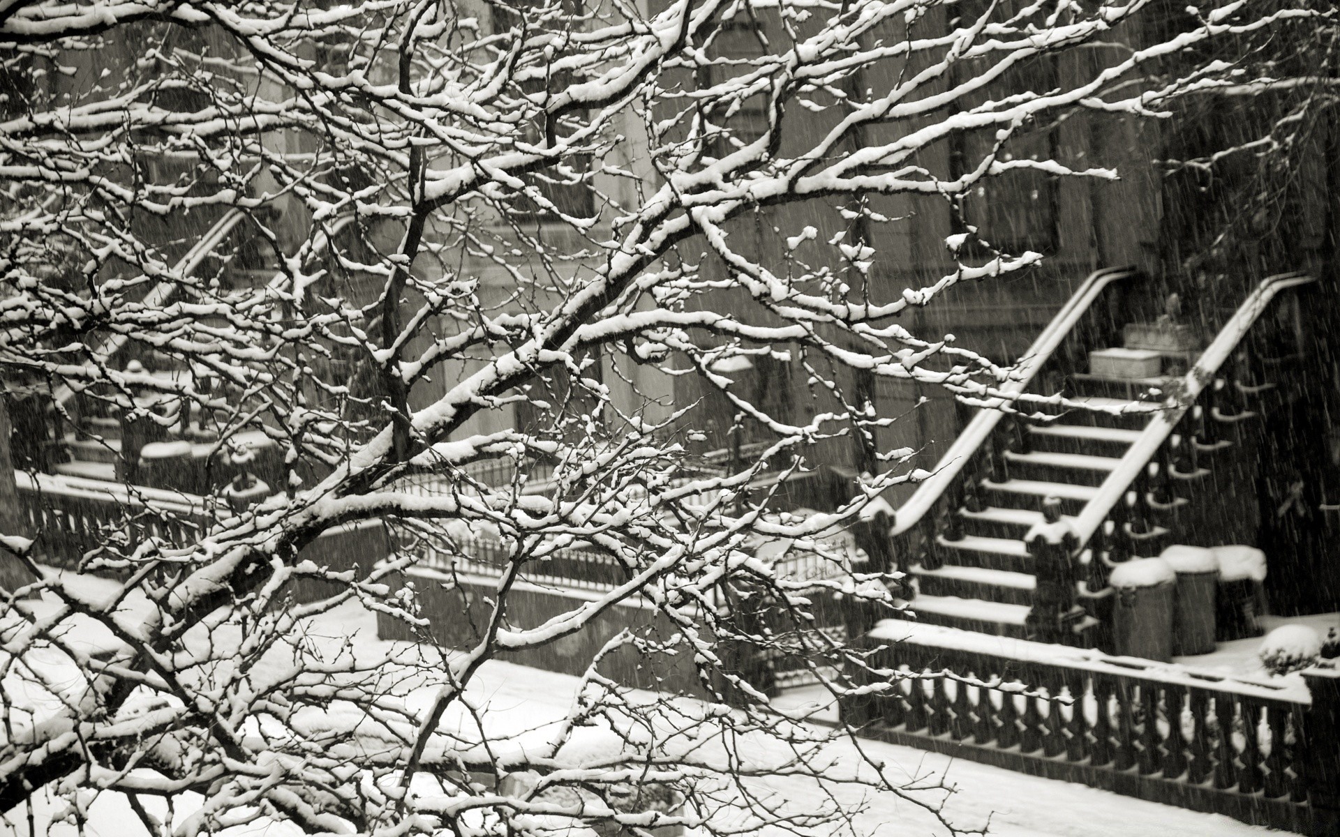 bianco e nero legno legno desktop vecchio inverno ramo