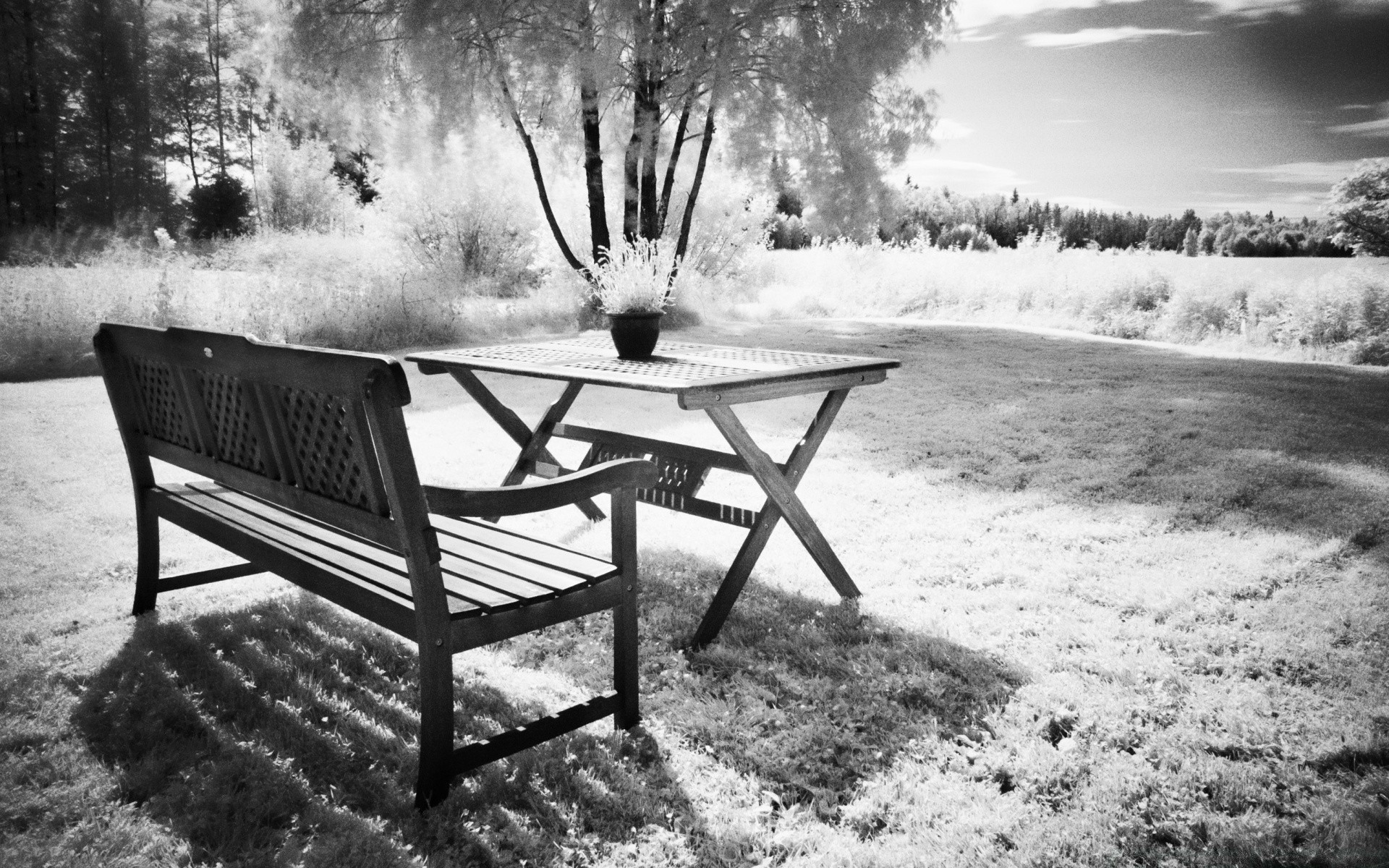 black and white wood bench park tree seat outdoors nature empty