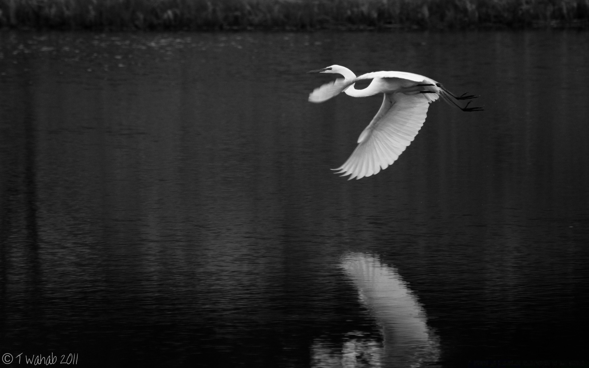 noir et blanc eau oiseau lac nature réflexion cygne rivière à l extérieur la faune sauvagine piscine monochrome