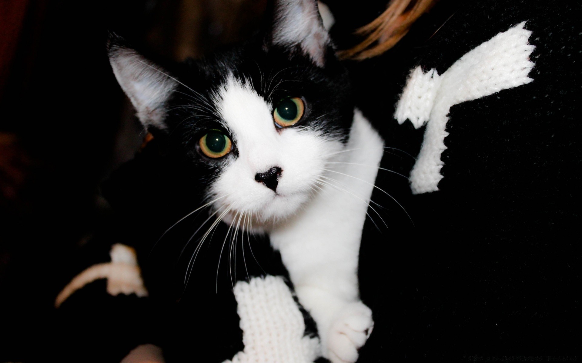 noir et blanc mignon chat animal animal portrait mammifère oeil drôlement chaton fourrure