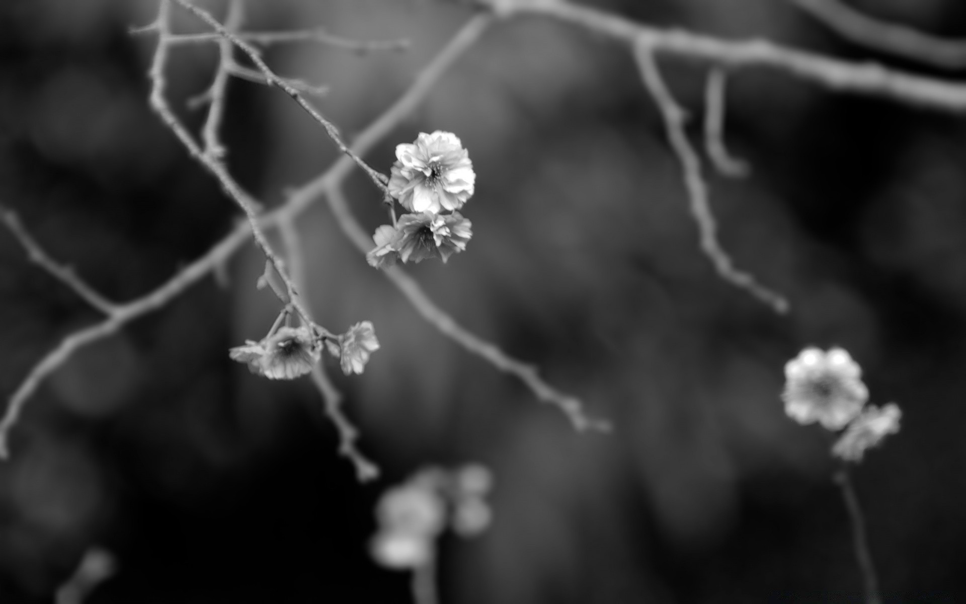 black and white flower nature monochrome winter flora tree branch leaf outdoors garden season